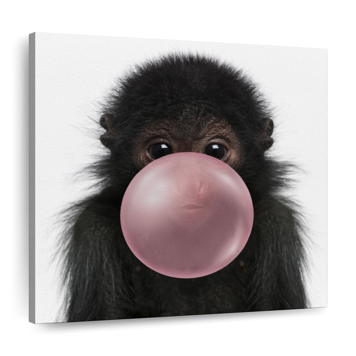 Bubble Gum Monkey Wall Art Photography